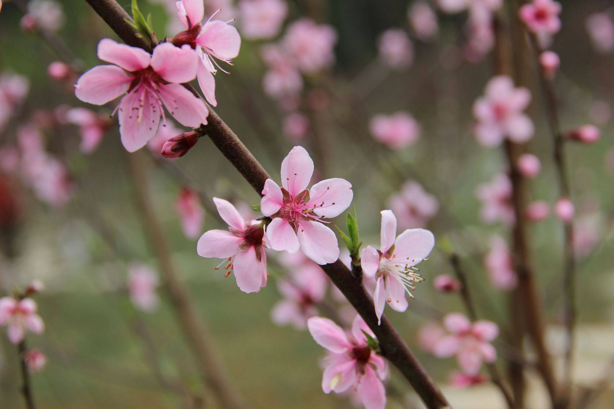 桃花里,到底隐藏着什么样的奥秘呢?自从一见桃华后,直至如今更不疑.