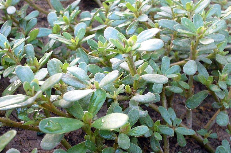 农村一种植物,人称"天然胰岛素",农民当野草,城里人当野菜