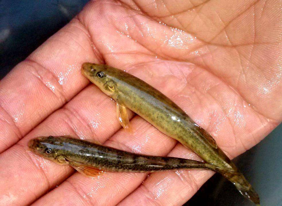 若不是不让农药,化肥进入小溪,小溪里的鱼也活不成,管你"万年鱼"还是"