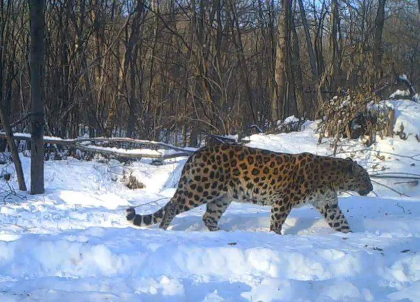 图源:网络然而,由于栖息地的破坏,人类活动影响,如此强大的森林之王