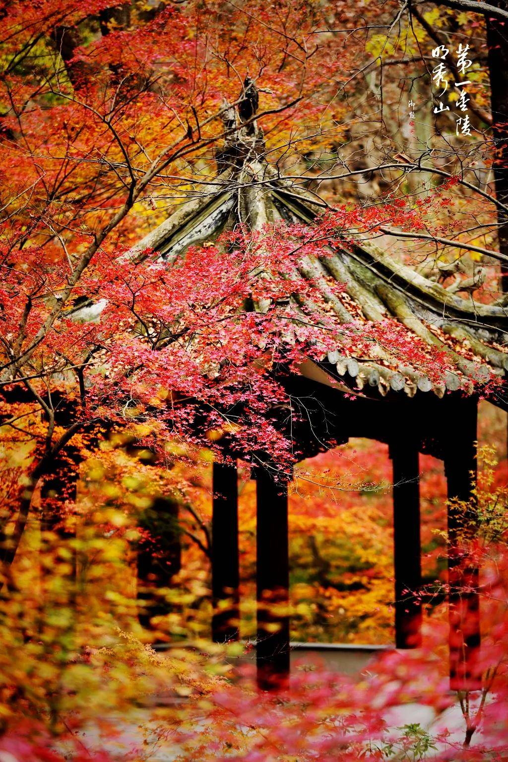 秋天栖霞山枫叶图片