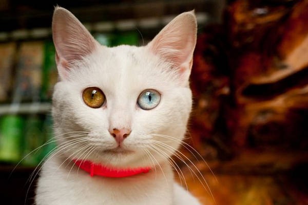 猫咪的鸳鸯眼其实是种疾病,看起来非常美,却会使它们感到痛苦_手机