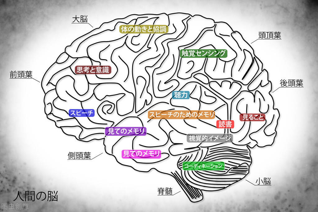 腦神經科學家科普:關於拖延的四大真相_大腦