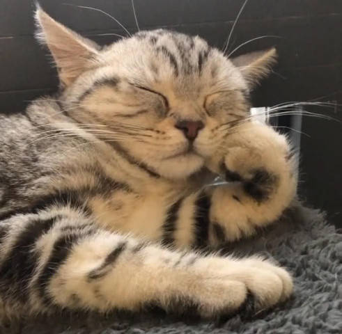 猫咪睡姿太妖娆霸气之中彰显妩媚网友猫中东方不败