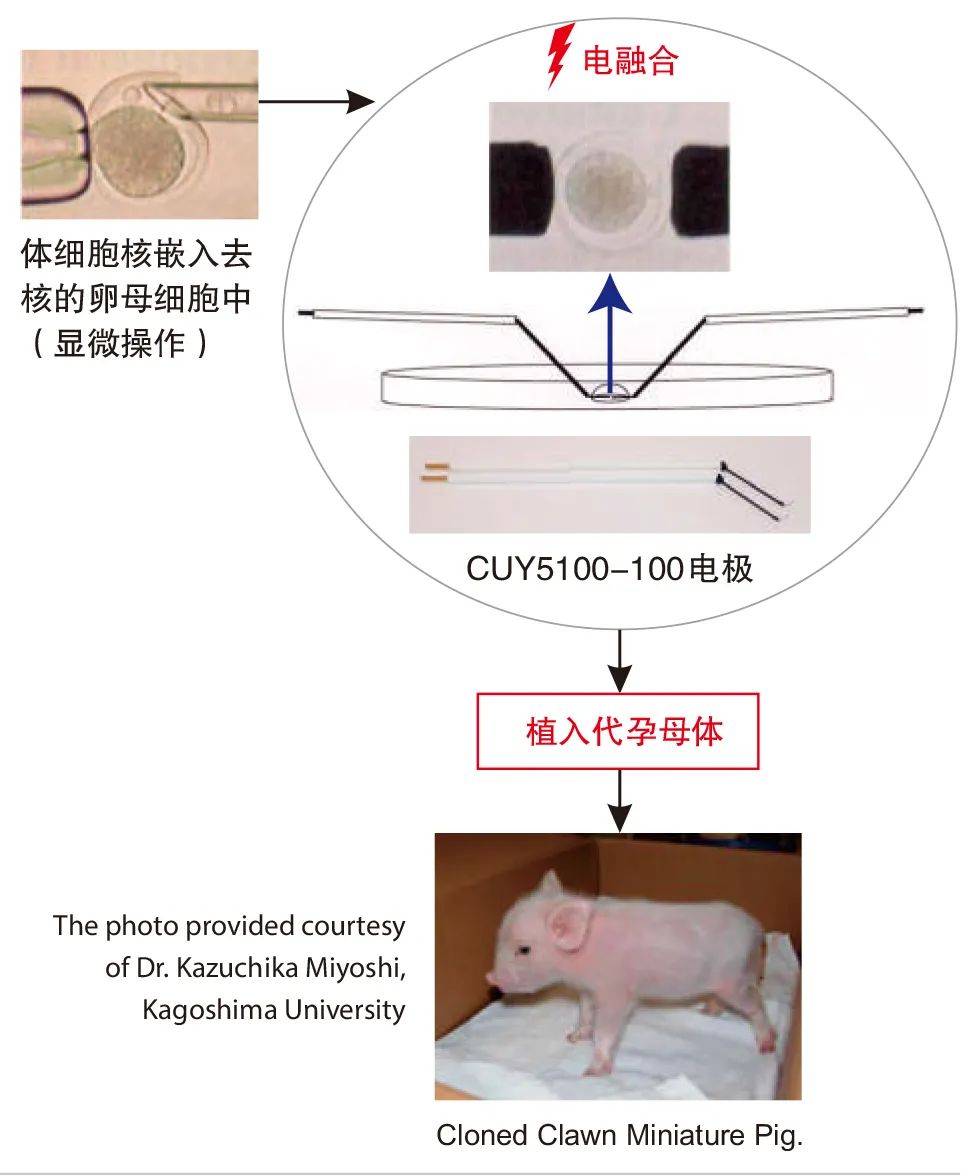 电压|ECFG 21细胞电融合与电穿孔仪,欢迎了解