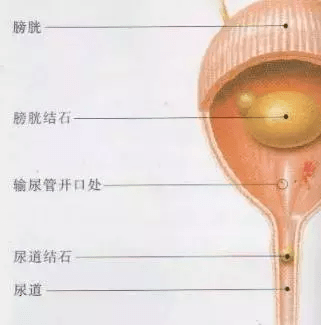 狗狗的泌尿道结石如何发现?小宠医师来教你