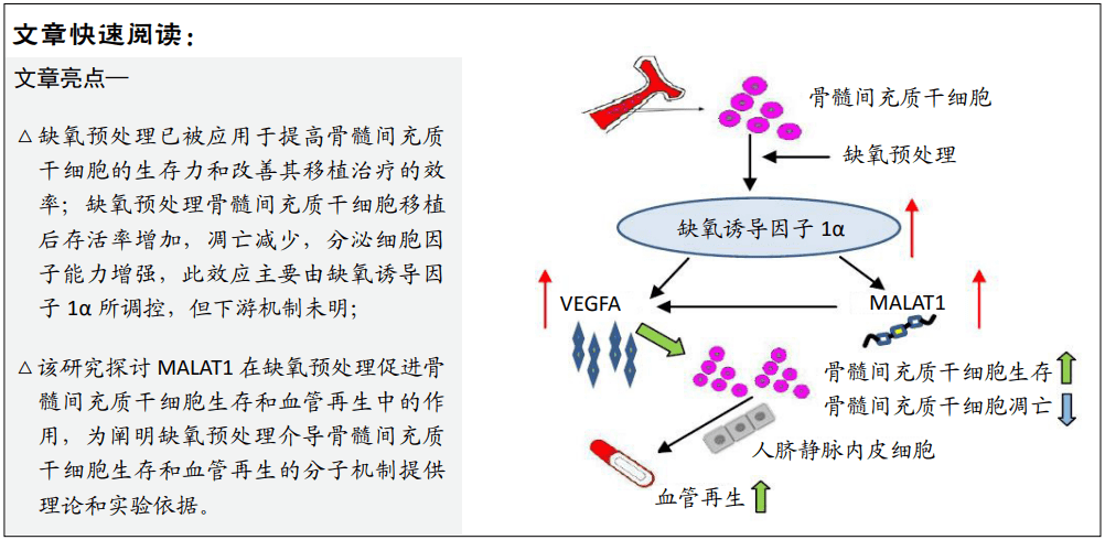 骨髓間充質幹細胞內缺氧誘導因子1α表達上調能夠參與代謝和多能性的