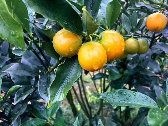 清甜香脆甜蜜可口年产高达16万吨如今正大量上市它是