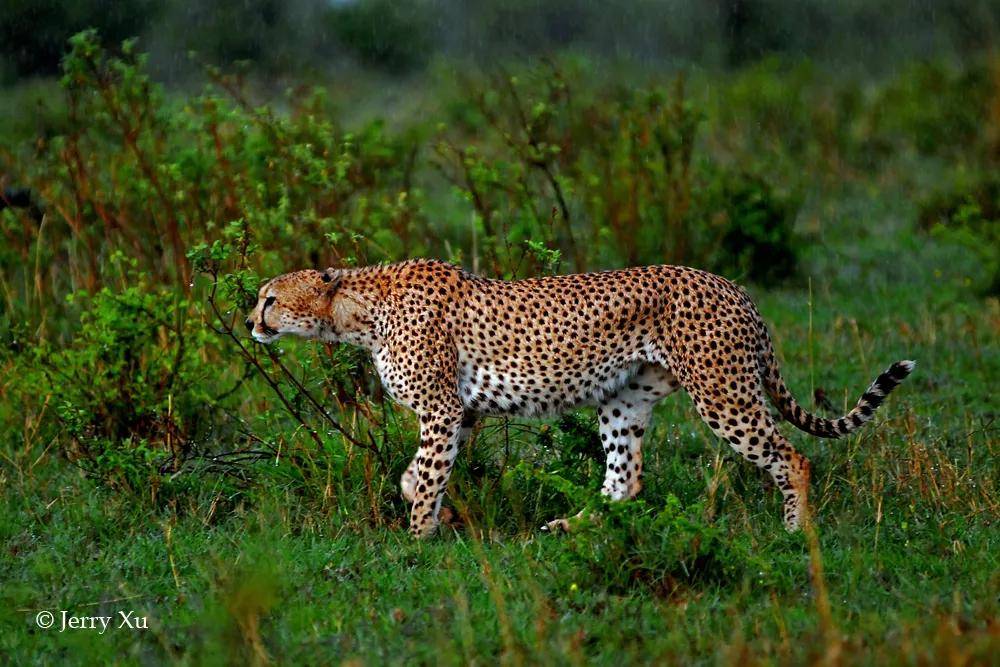 国际猎豹日 | 豹豹们的花纹,暴美丽