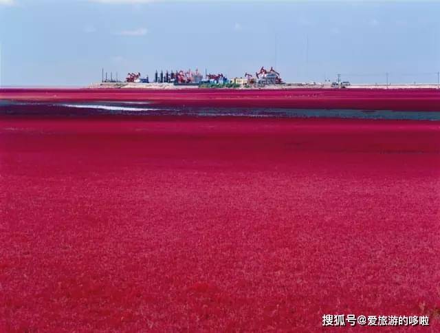 中国有片世界独一无二的血色海洋,一年只红一次,美到窒息了!