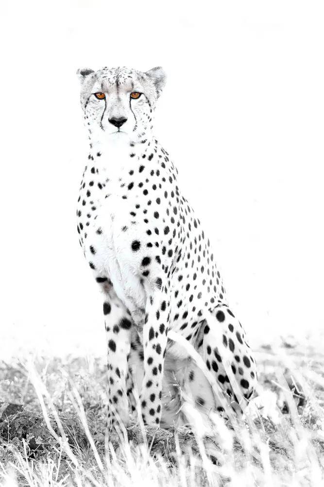 国际猎豹日 | 豹豹们的花纹,暴美丽