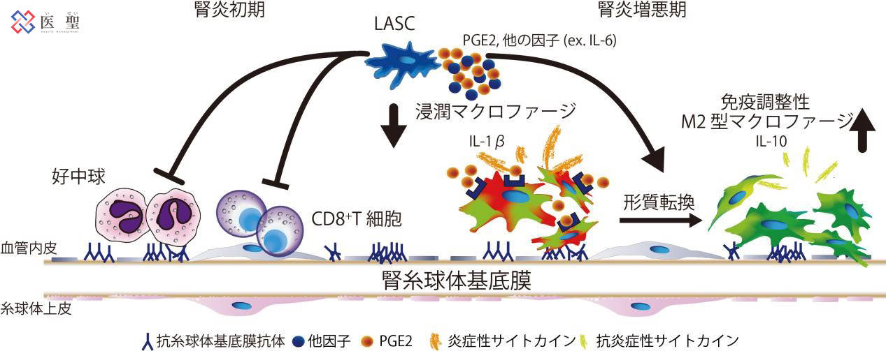 红细胞|ISEI日本干细胞—脂肪由来间充质干细胞治疗急性肾炎