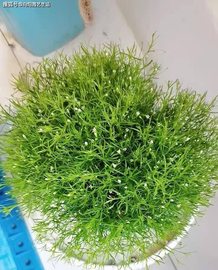 原创满天星养不好就是一坨便便大水大肥才能开成满天星