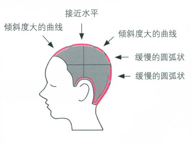 头部骨骼形状的特点?发型易受骨骼影响的部位有哪些?