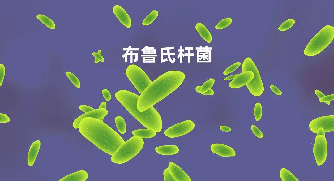 羊布鲁氏菌让免疫系统疲于应对的逃逸好手