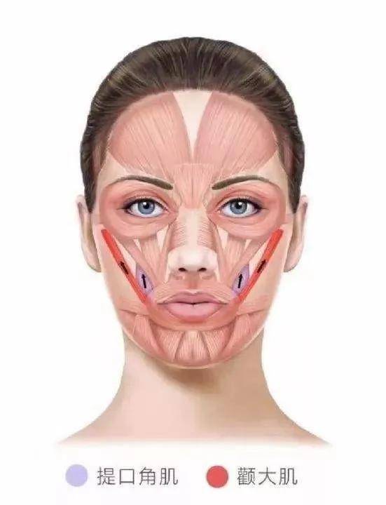 这一步也是为了纠正我们用提上唇肌发力的习惯.