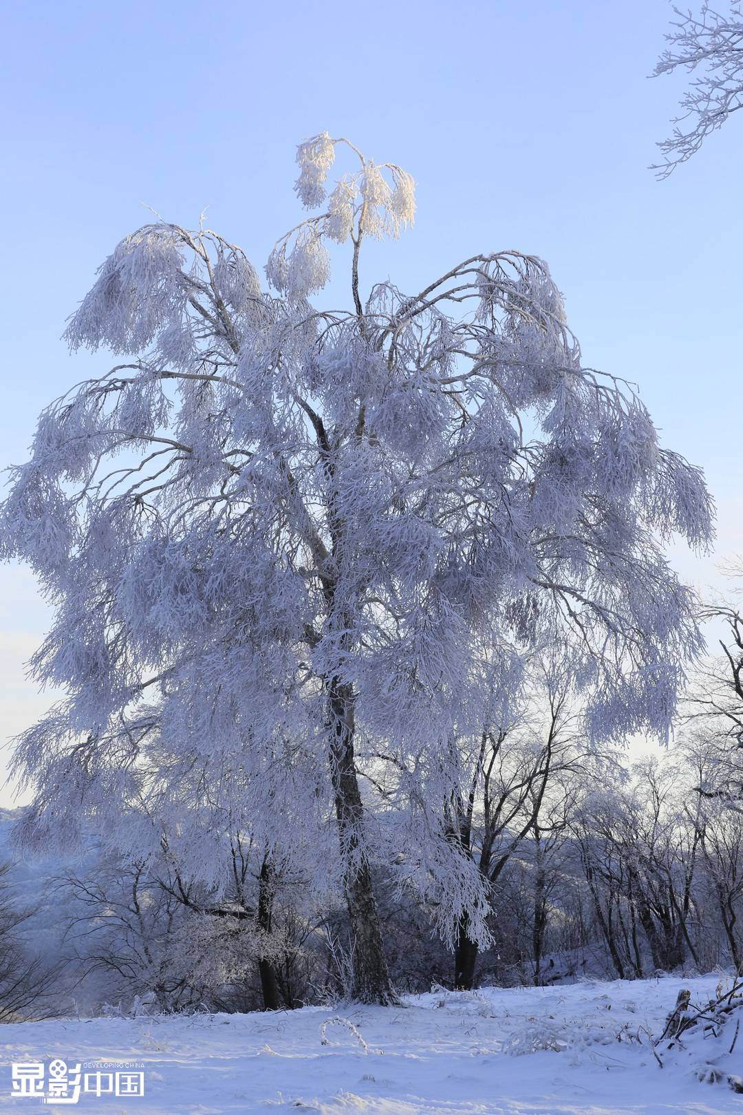 "枯木天堂"初冬换装 玉树琼枝美不胜收