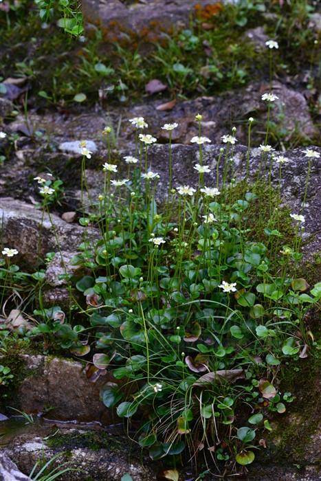 鸡肫草,见过吗?主治肺热咳嗽,咯血,吐血,肾结石,胆结石_手机搜狐网