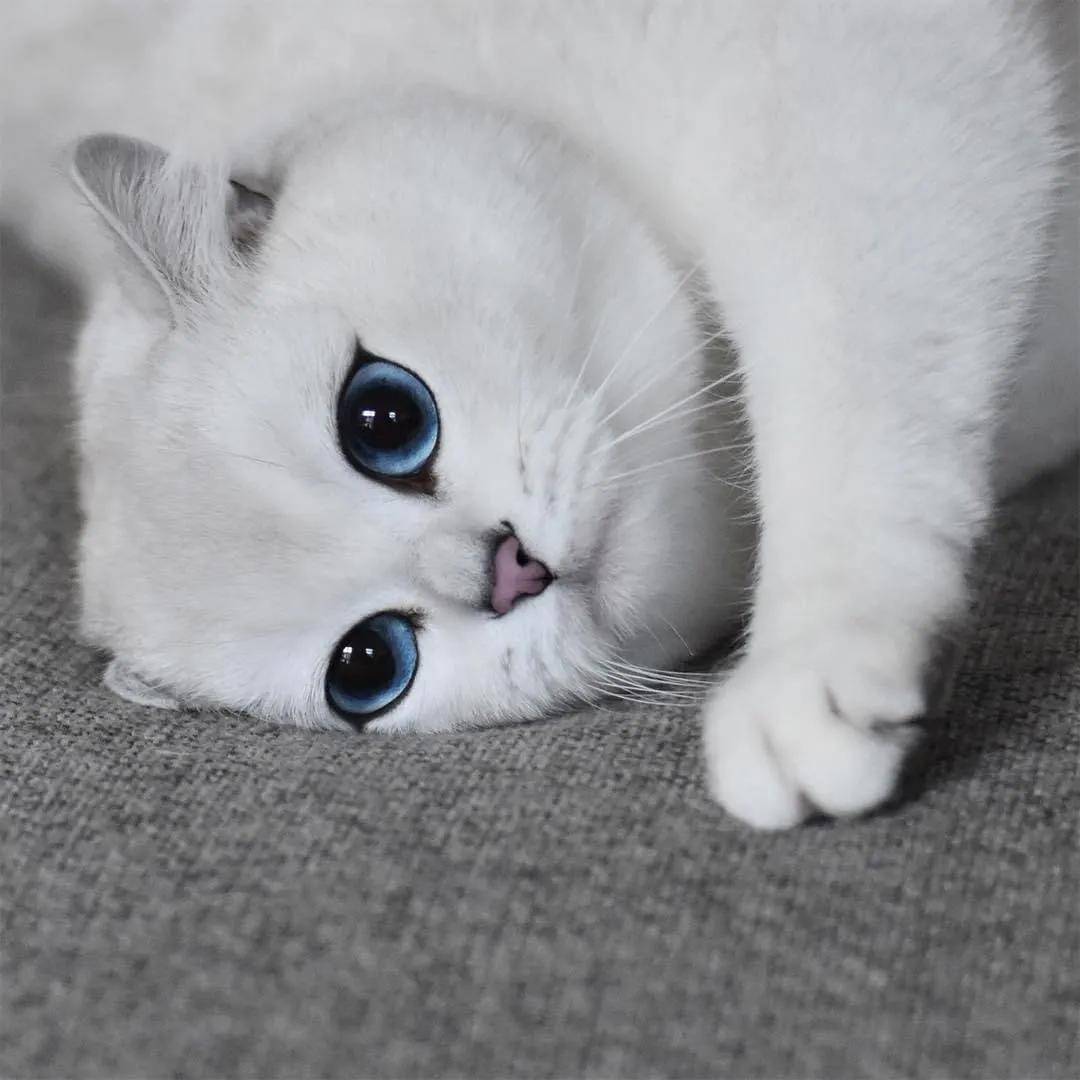 原创全球最美猫咪眼睛里有星辰大海年收入3500万圈粉180万