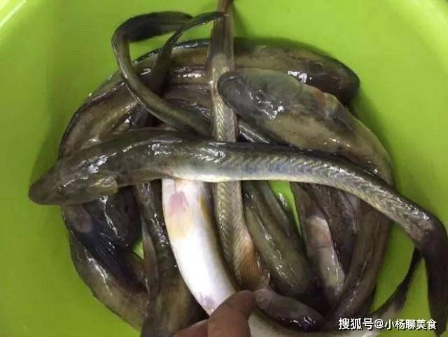 原创这种鱼只有冬天才能吃到,比刀鱼还肥美鲜嫩,却没有几人知道