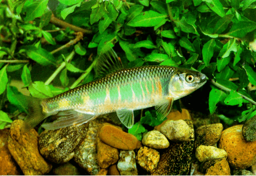 水中精灵宽鳍鱲,让你发现原生鱼之美