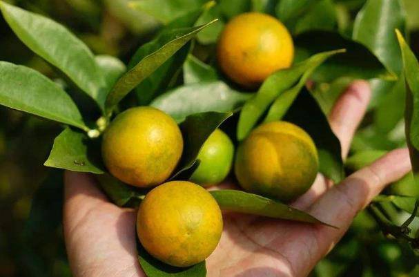 融安金桔人人都爱的长寿果清甜爽口又营养