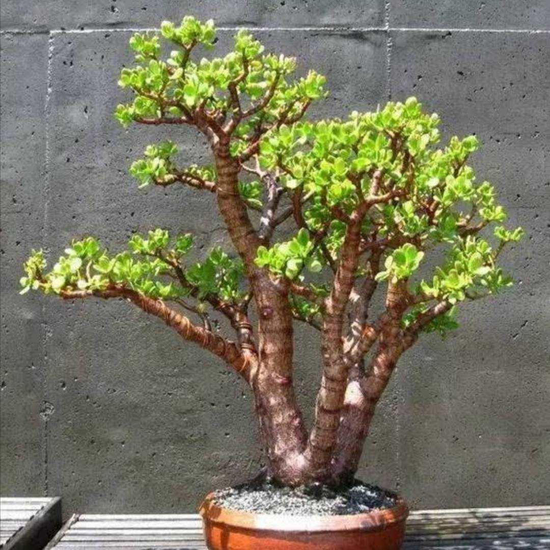 原创养玉树盆栽教你4个养护小技巧很快养成粗壮的老桩