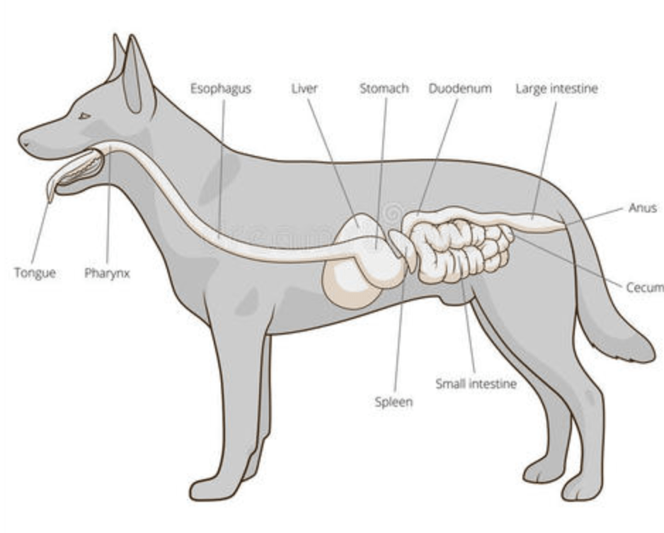 狗的腹部位置图图片