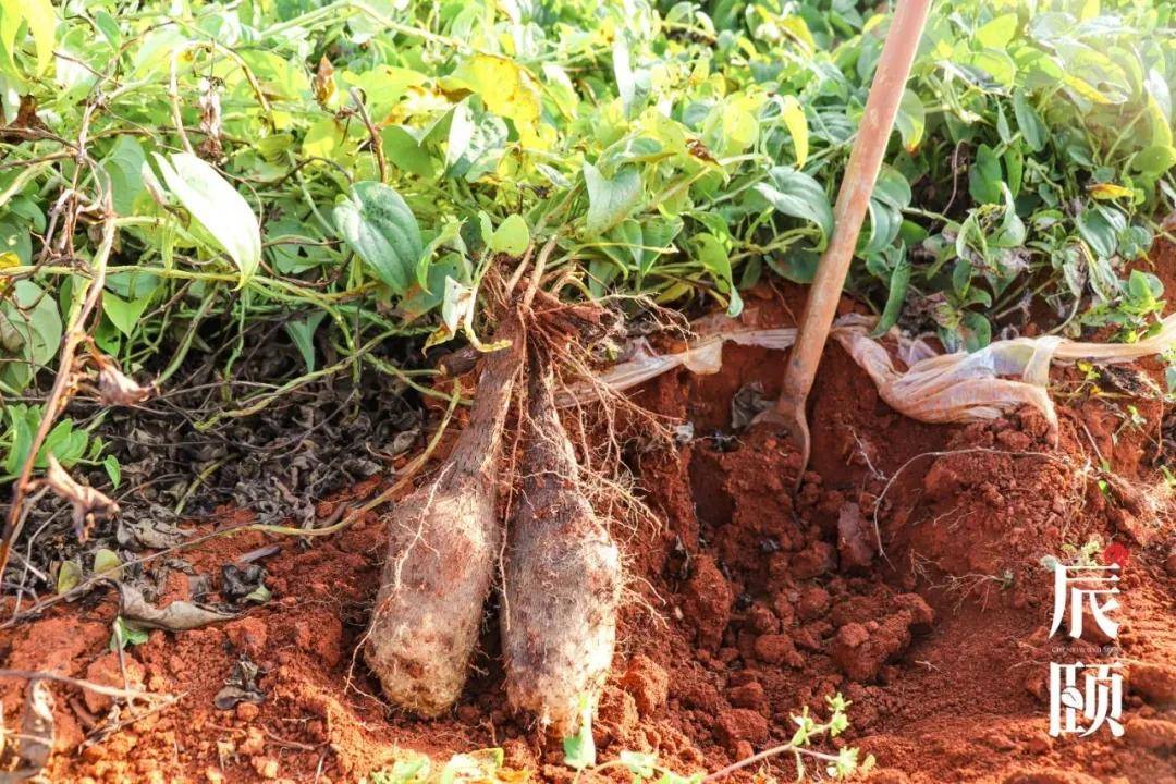 秤砣山药怎样种植图片图片