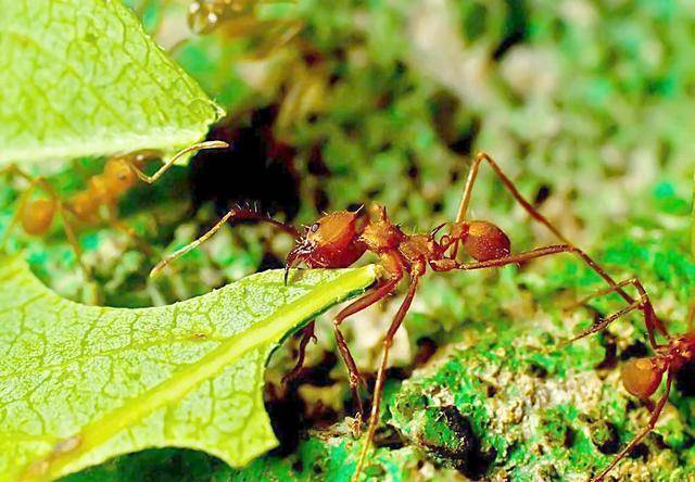 它们比人类更早掌握了种植技术_蚂蚁