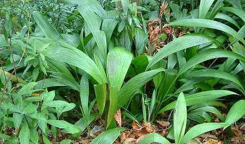 生命力极强的宽叶草如何种植才能发挥它最大的功效