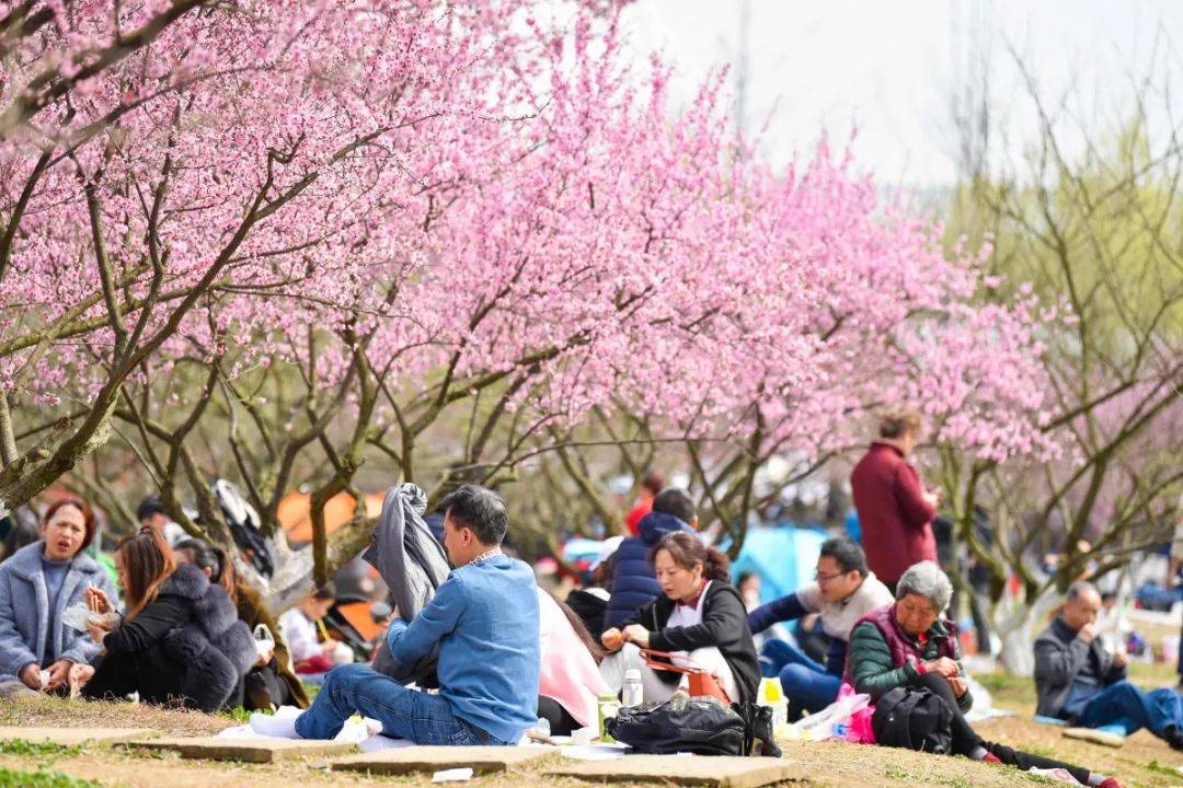 三圣乡梅花景区图片