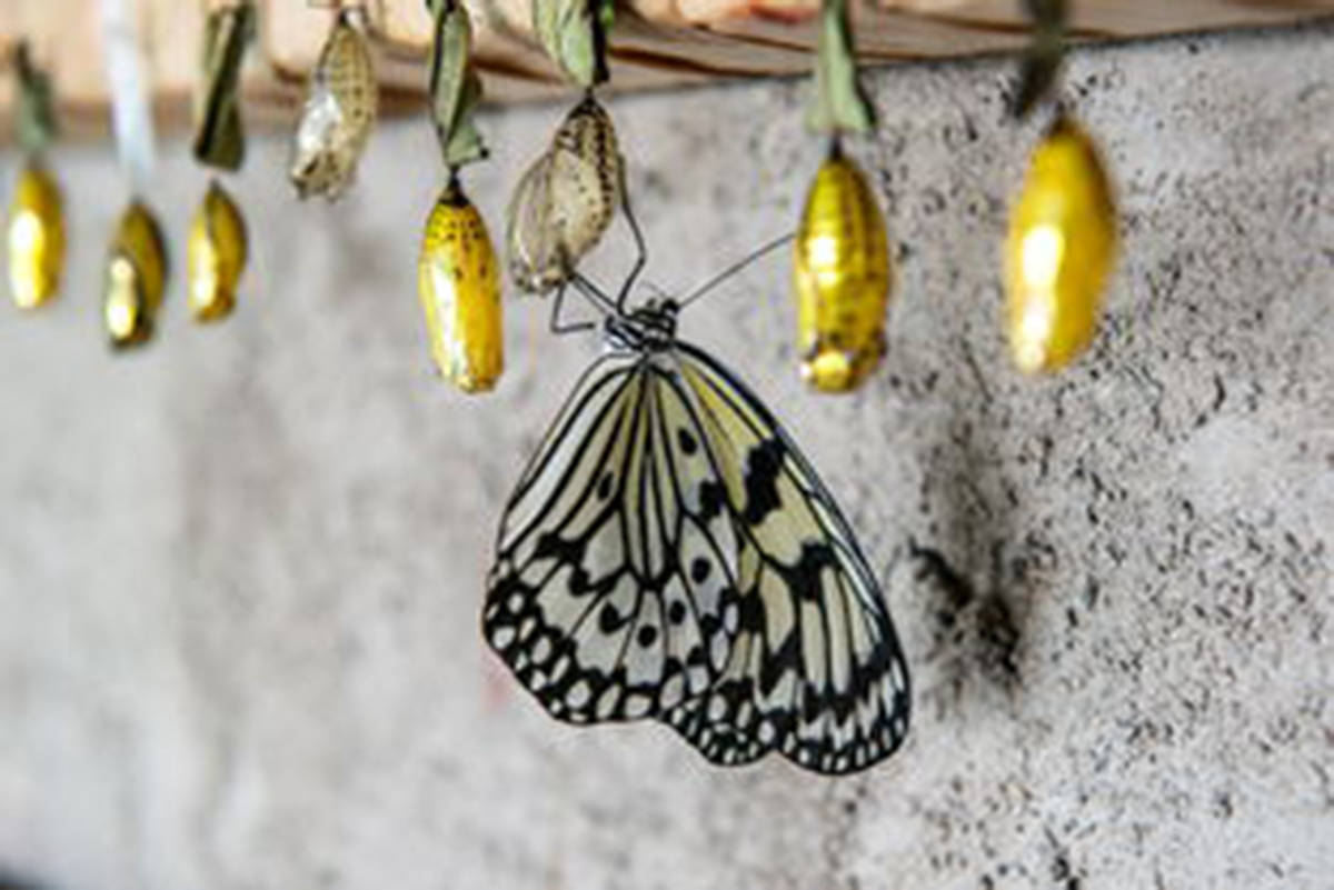 猎奇:有生命的"金块"?雍容华贵,奢华耀眼身披黄金甲的蝴蝶蛹