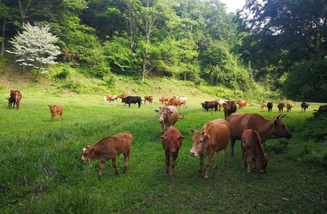 【创建天府旅游名县】朝天旅游丨寻一处宁静,度一场清欢_水磨