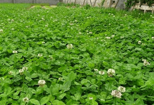 白三葉:綠化建植快,開花早,可利用7~10年,種子發芽測試_種植