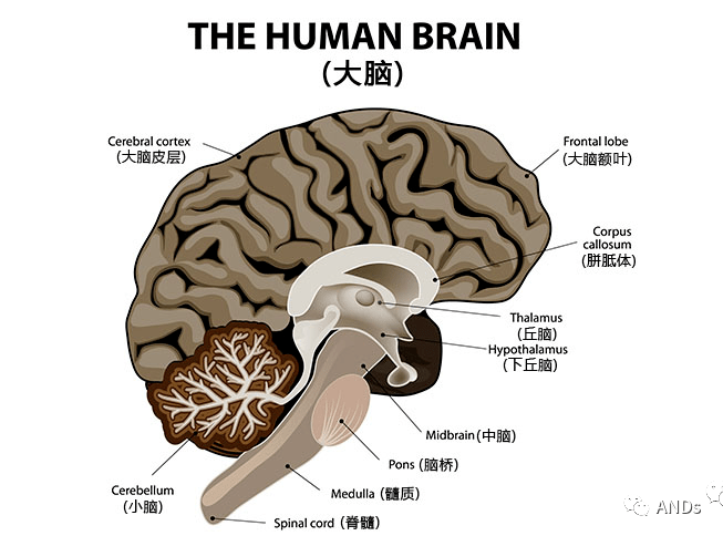 图文详解脑干解剖和结构