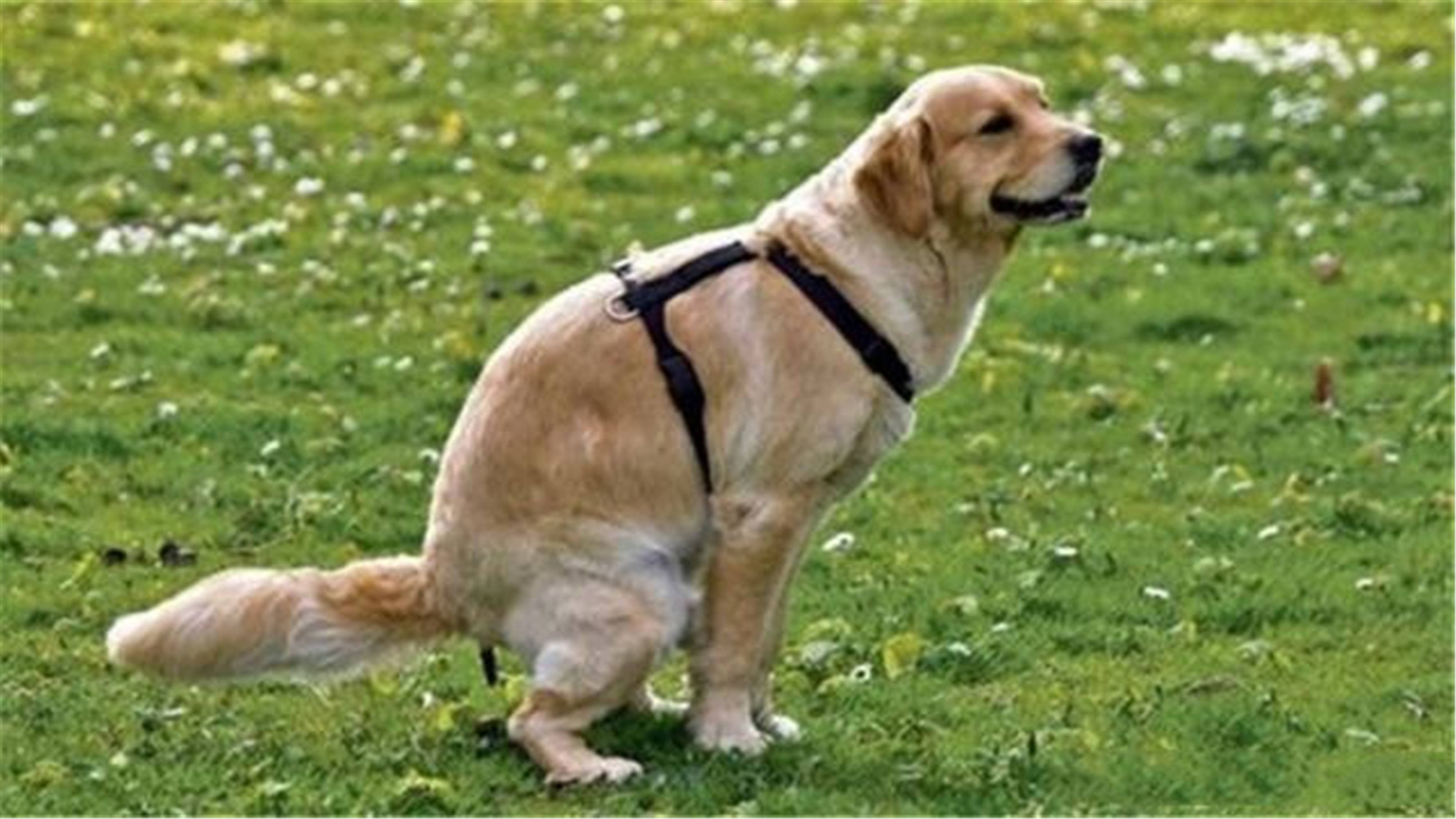 狗狗大便软是喂多了吗