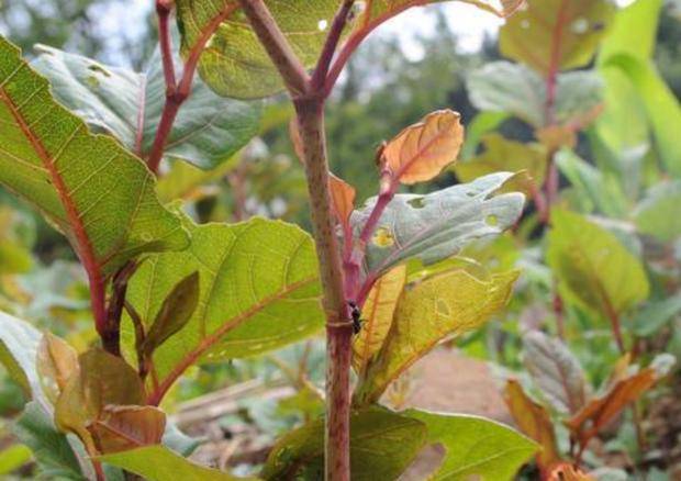 原创农村这种叫酸汤草的植物小孩经常采来吃其实它药用价值特别高
