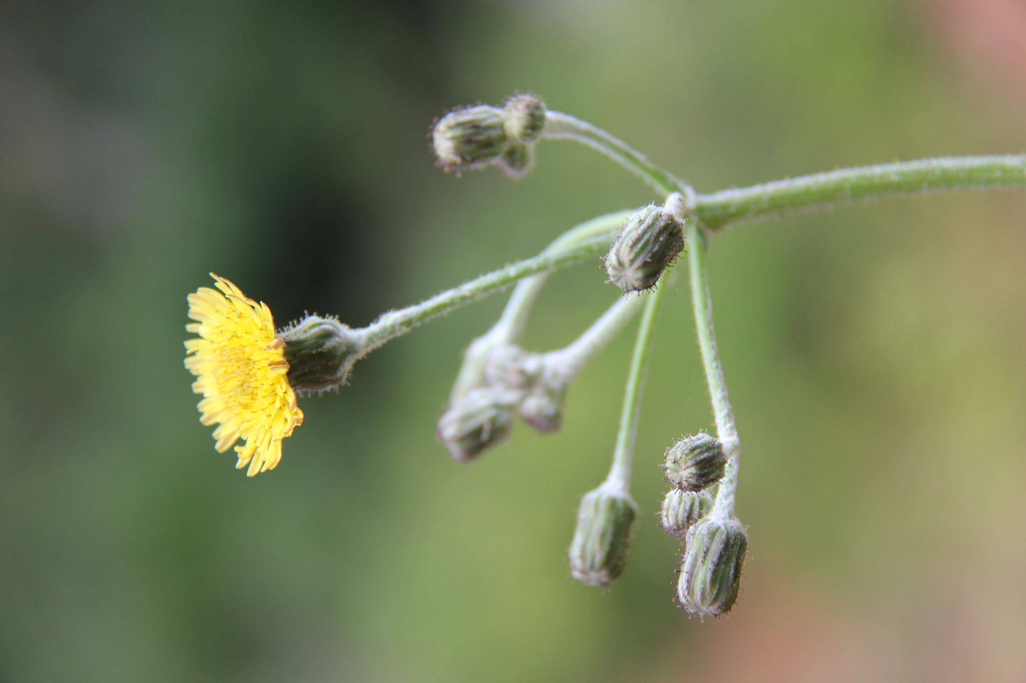 庆元植物1358菊科苦苣菜属苣荬菜南苦苣菜