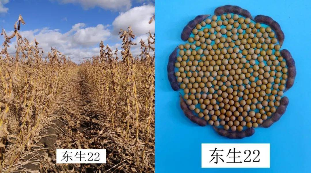 益佳豆品智能豆腐机提醒大豆已新生出高蛋白大豆新品种东生22通过审定