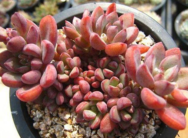 原创在家盆栽多肉紫梦注意4个养殖要点个头长得快叶片易上色