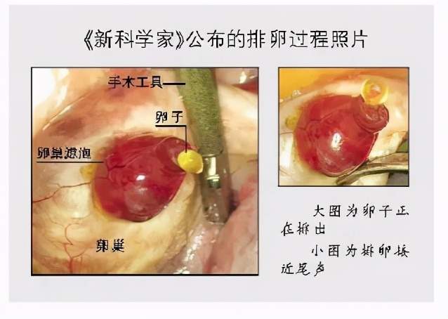 比如说你是10月30号来月经,那么在10月16号的时候你会排出一颗卵子.