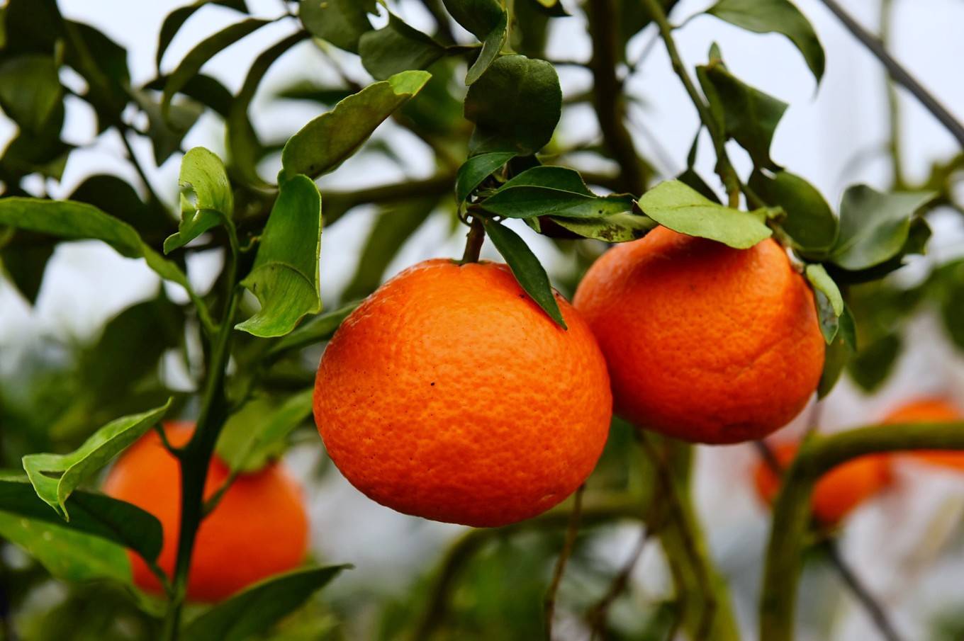 在忠县实现柑橘自由，这里的三峡橘乡田园综合体盛大开园啦！