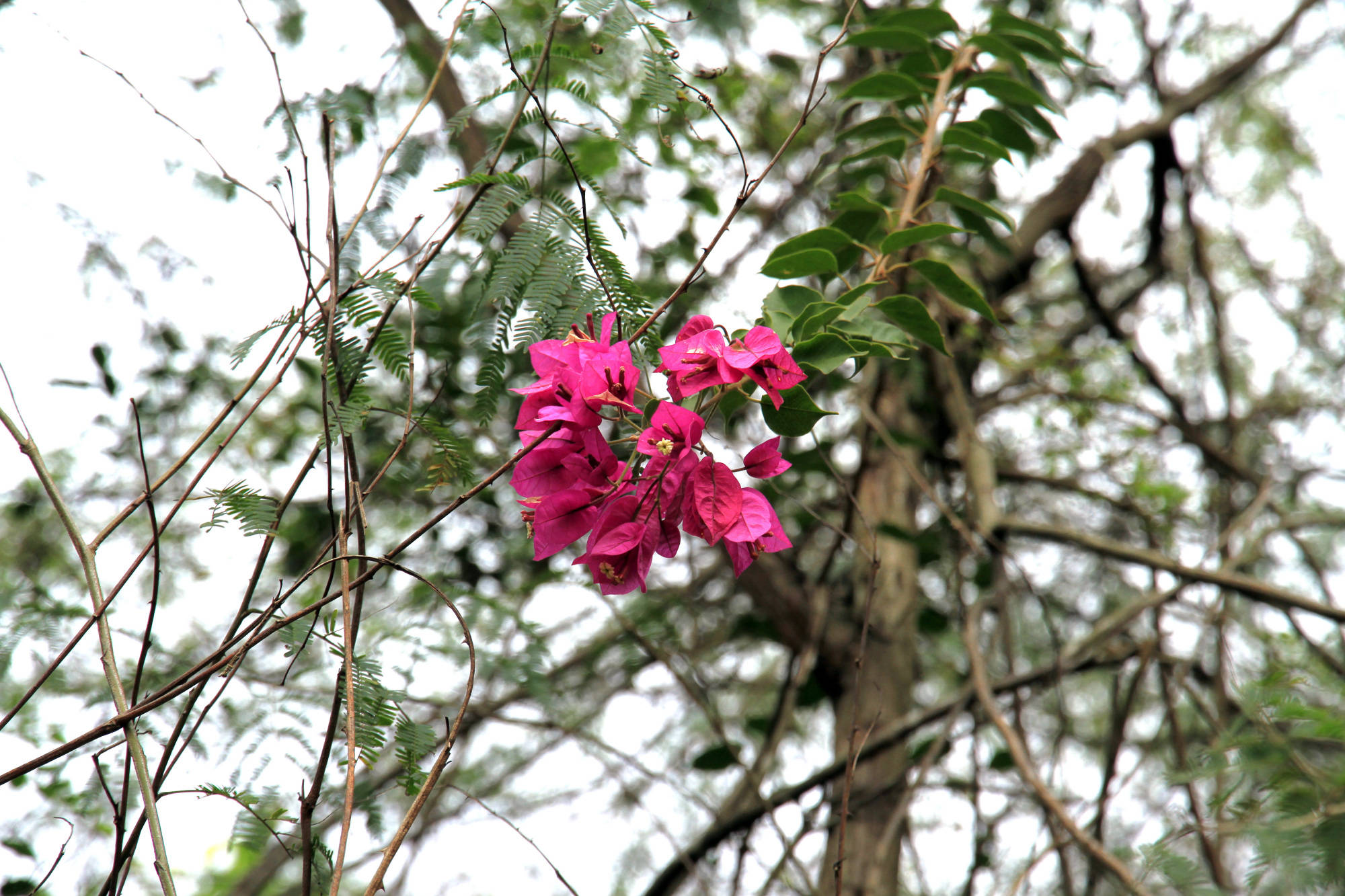 谁说冬天山里没花看的这不满山遍野的三角梅还在盛开