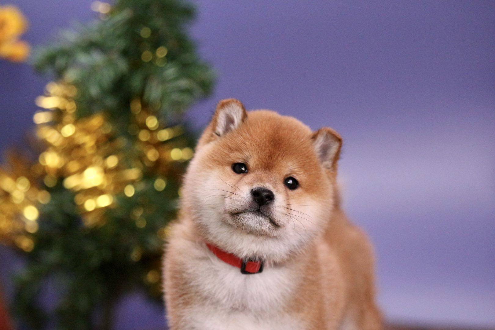 为什么豆柴比标体柴价格高?