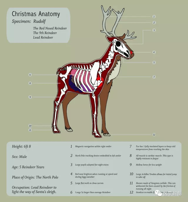 圣诞麋鹿解剖图