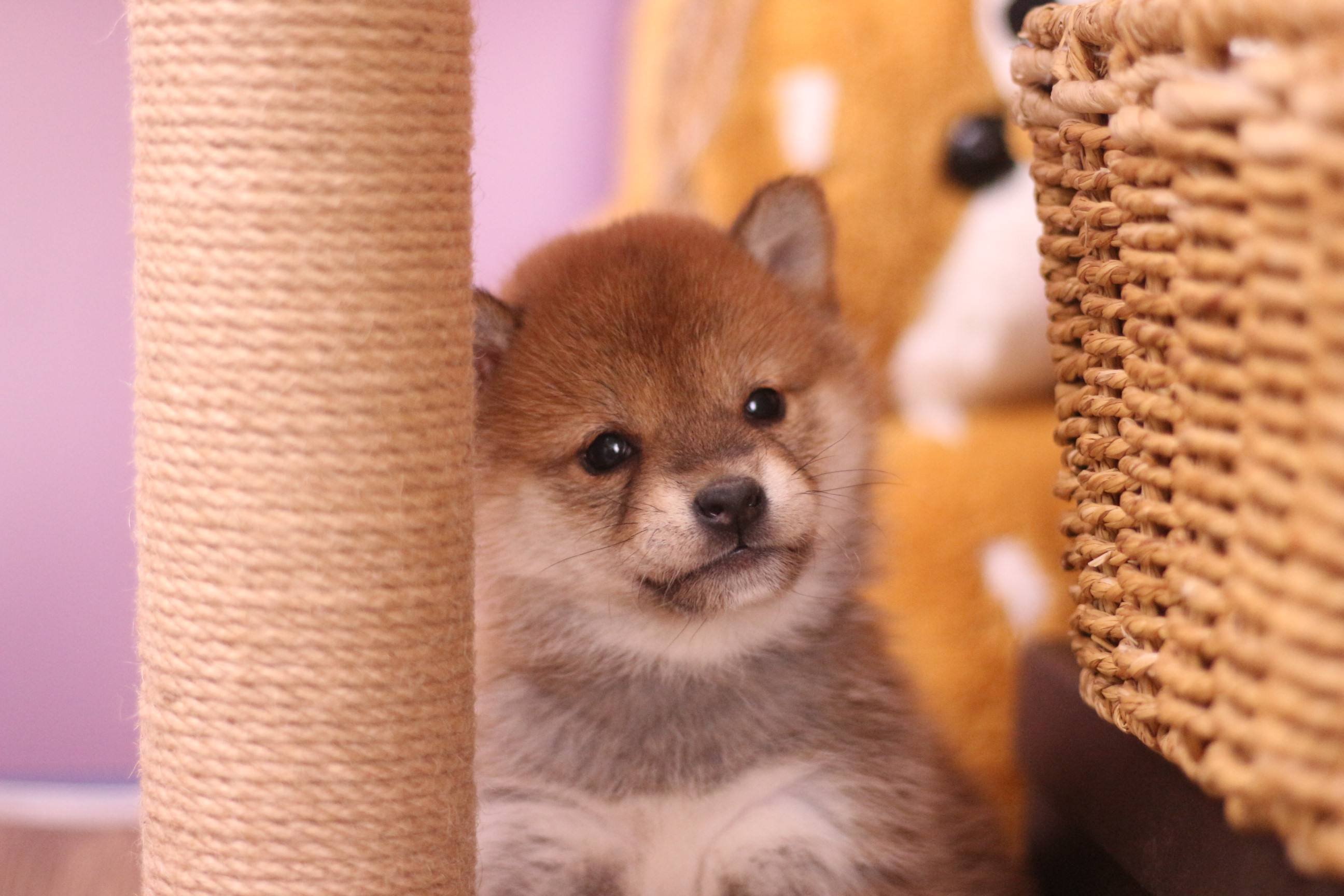 柴犬体味重吗,柴犬有体味怎么办呢?_狗狗