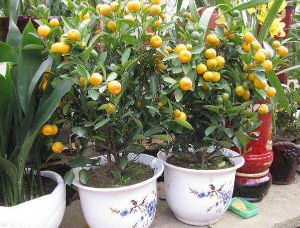 原创室内盆栽橘子树自带香味做好5点越长越旺还能开花结果