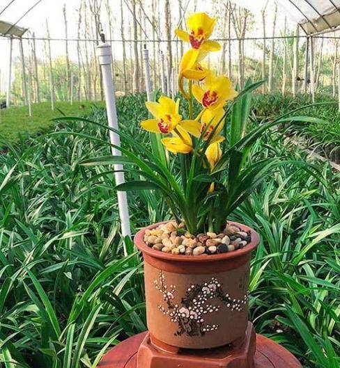 盆栽四季兰,如何月月花开不间断?学会3点,开花一波接一波