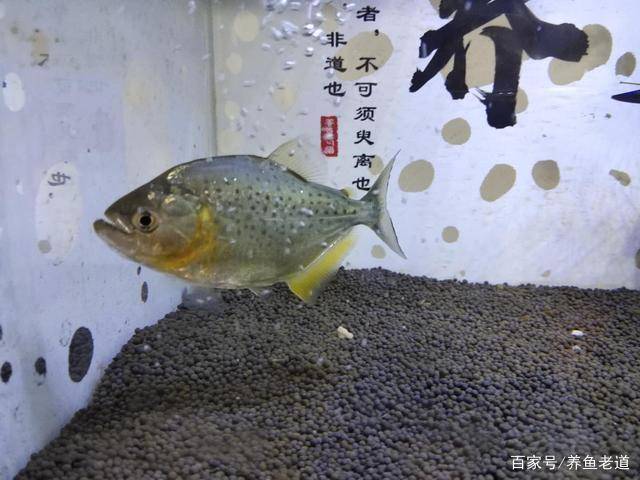 為了殺死蛋白蟲,隨便下藥毀掉了一缸觀賞魚_魚缸